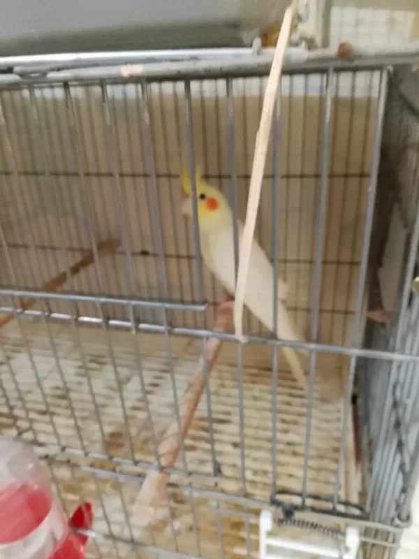 Lutino Sultan Papağanı Yavrular