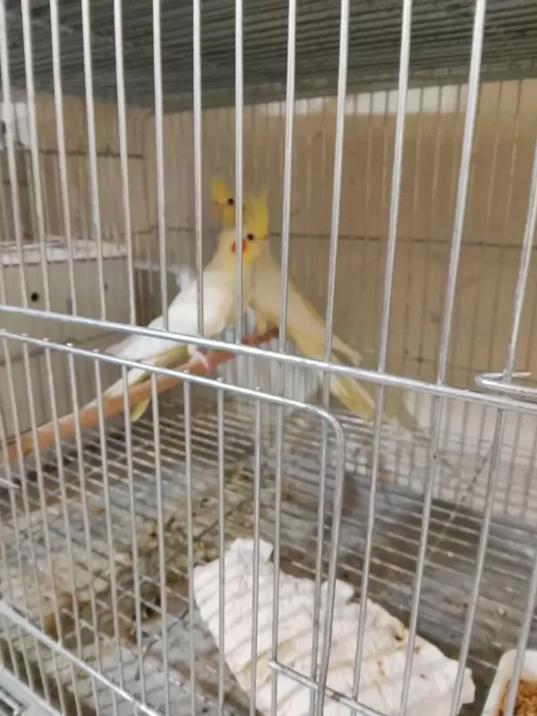 Lutino Sultan Papağanı Yavrular