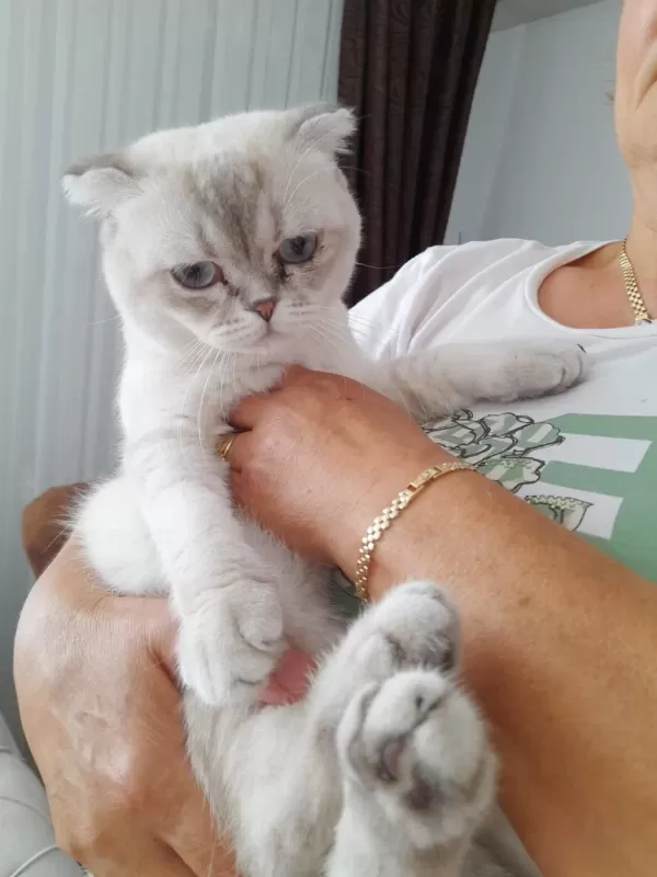 Harika Erkek Scottish Fold
