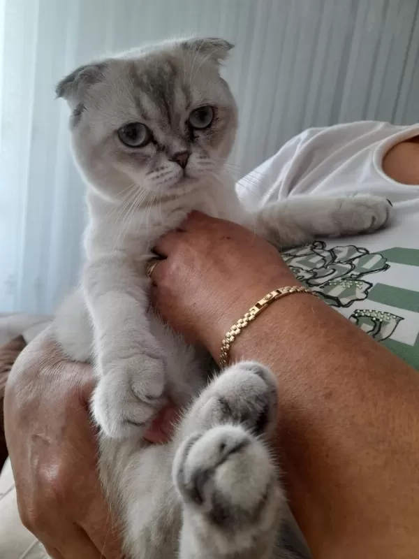 Harika Erkek Scottish Fold