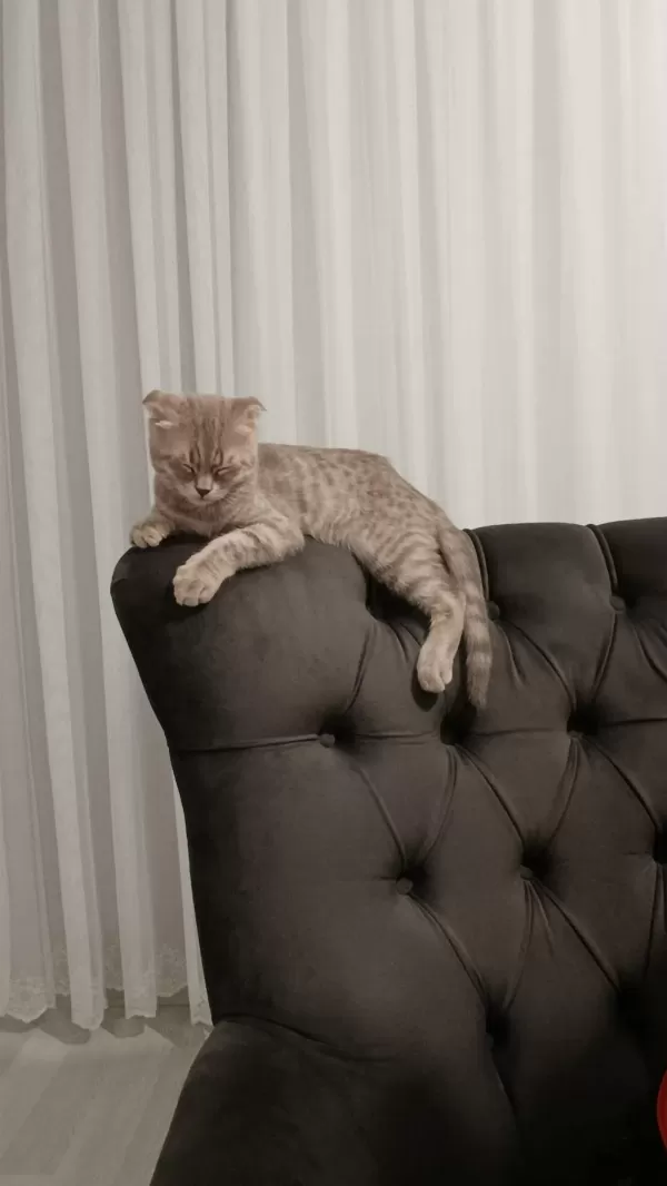 Minnoş Kedimiz Oscar Beyi Sahiplendirmek İstiyoruz