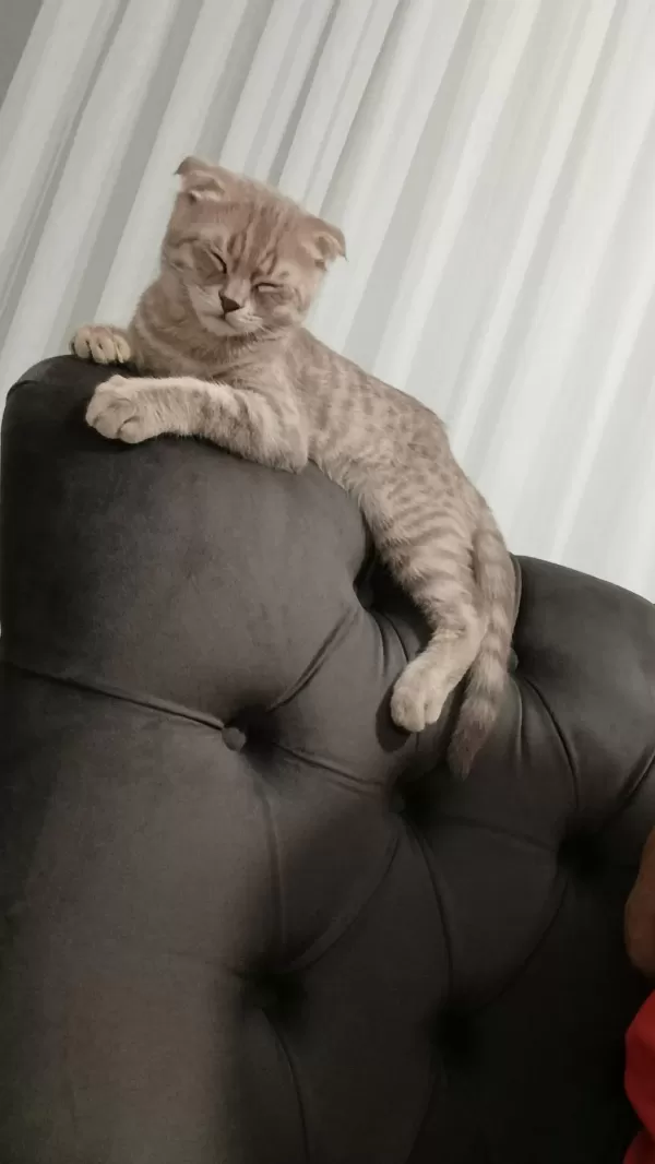 Minnoş Kedimiz Oscar Beyi Sahiplendirmek İstiyoruz
