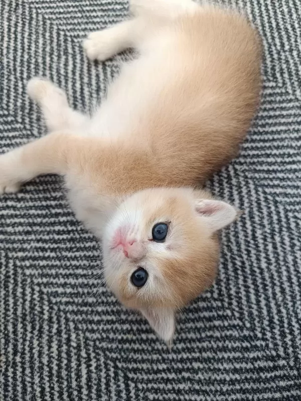 Golden British Shorthair Muhteşem Yavrular