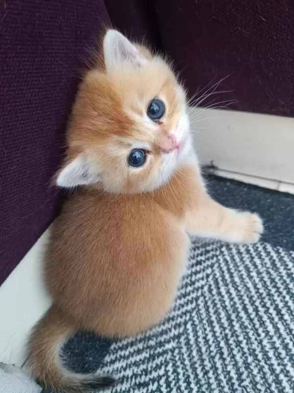 Golden British Shorthair Muhteşem Yavrular