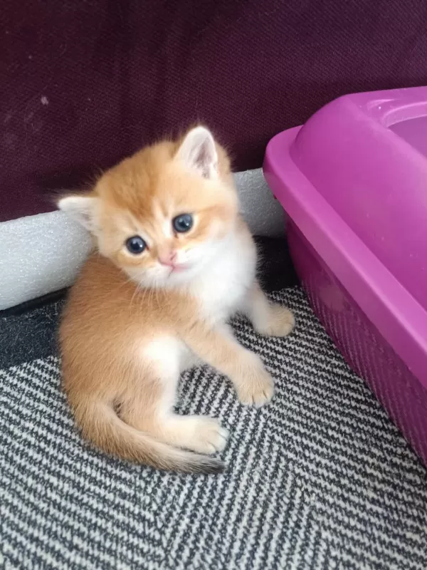 Golden British Shorthair Muhteşem Yavrular