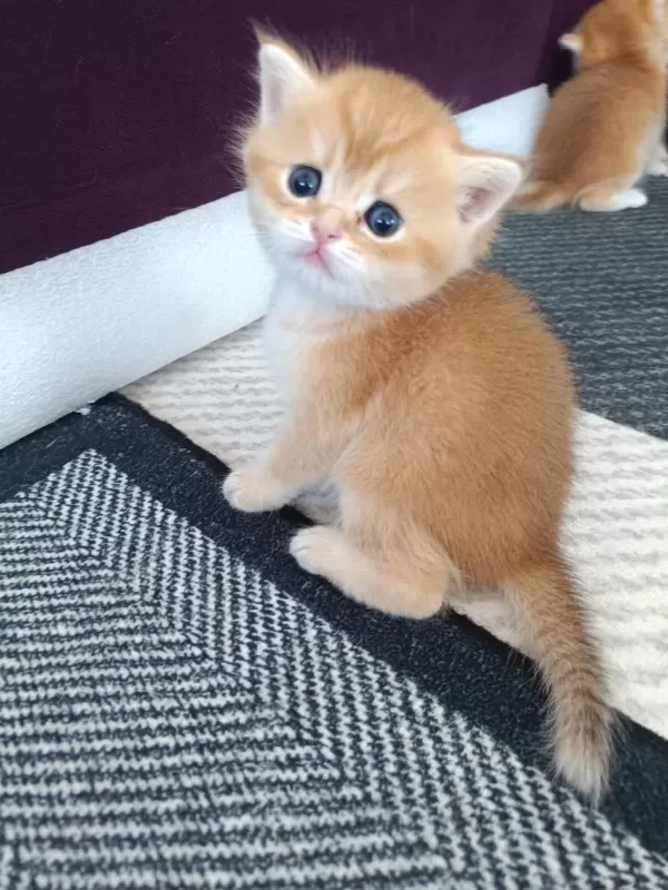 Golden British Shorthair Muhteşem Yavrular