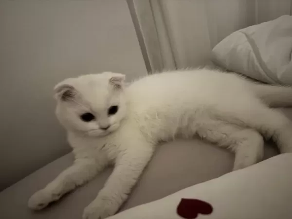 Kedimiz Mia İçin Güzel Bir Yuva Arıyoruz