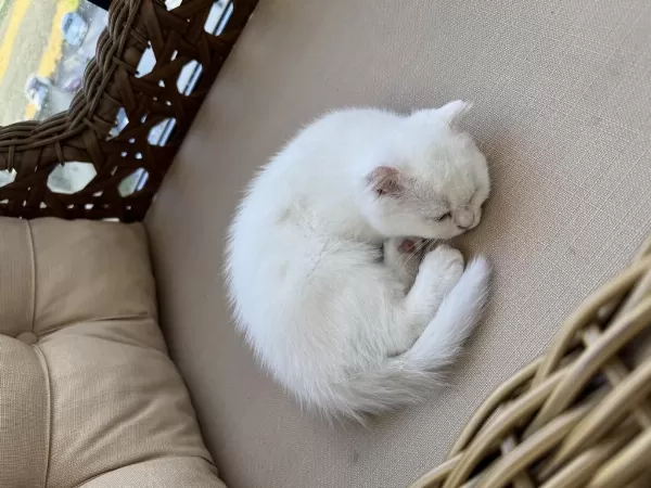 Kedimiz Mia İçin Güzel Bir Yuva Arıyoruz