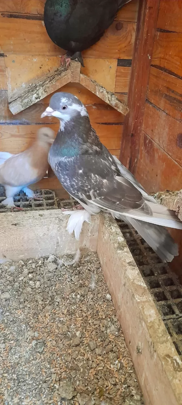 Bozkirli Ala Kirkanat Güvercin Dişi 81 İle Gönderim Yapariz