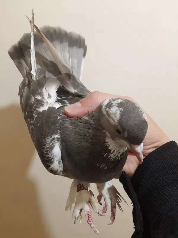 Bozkirli Ala Kirkanat Güvercin Dişi 81 İle Gönderim Yapariz