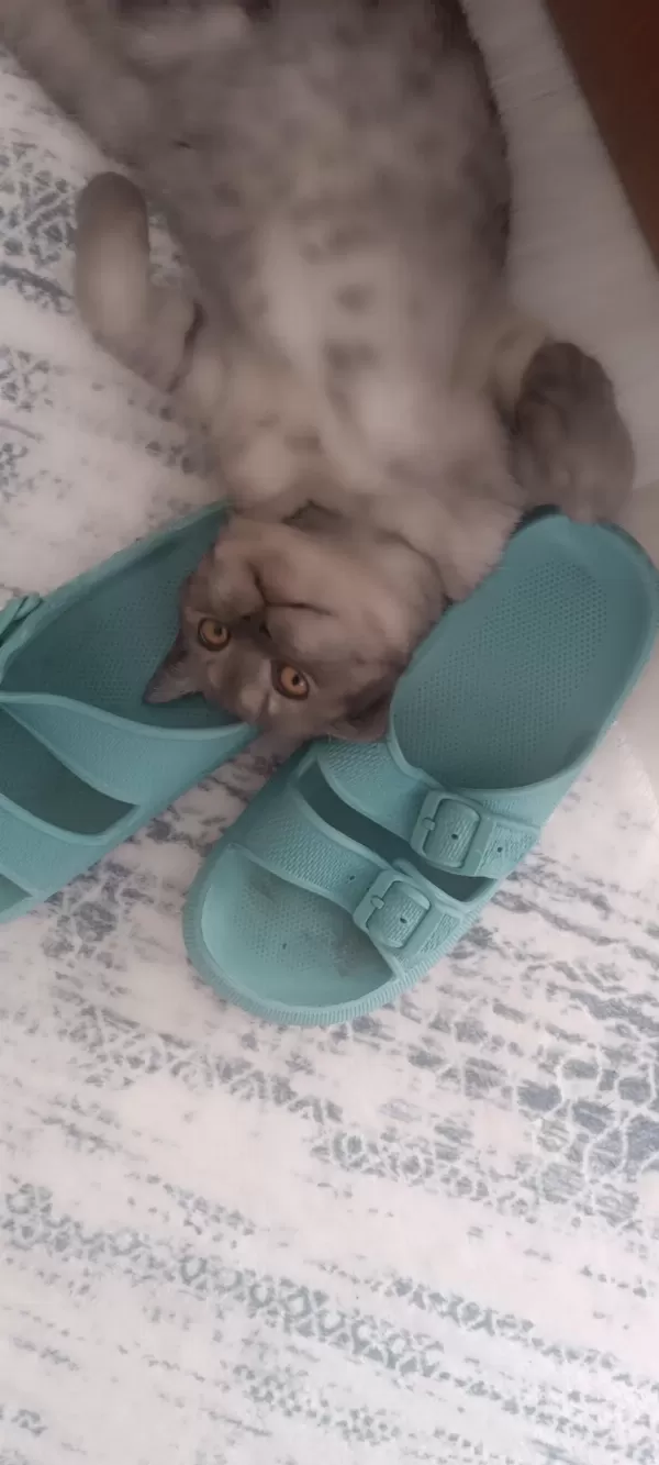 British Shorthair Dişi Yavru