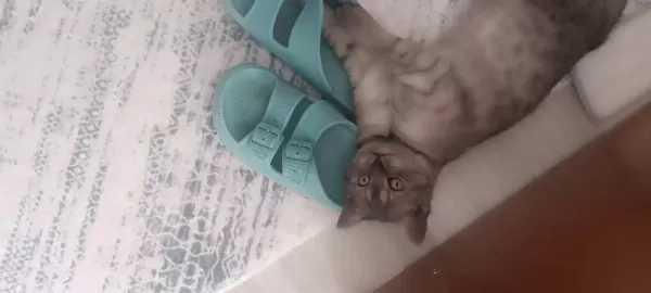 British Shorthair Dişi Yavru