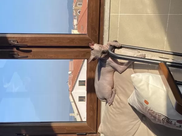 Sfenks Erkek Kedimiz