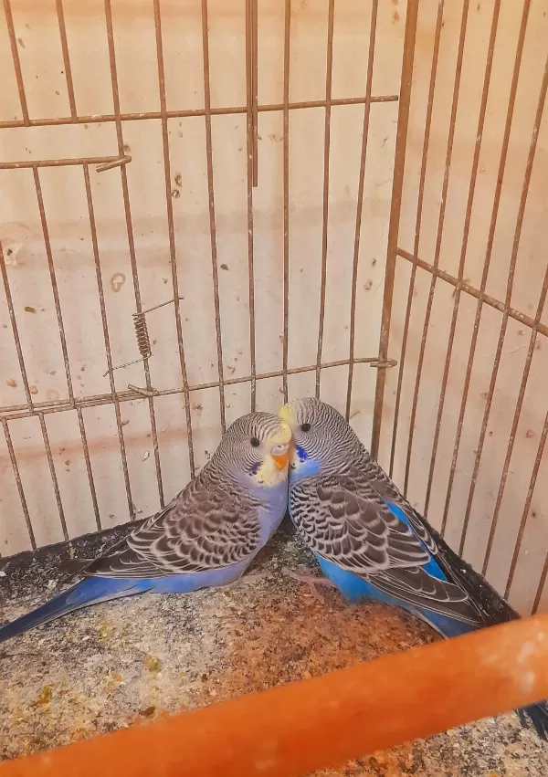 Muhabbet Kuşu Yavrulari Ev Üretimi