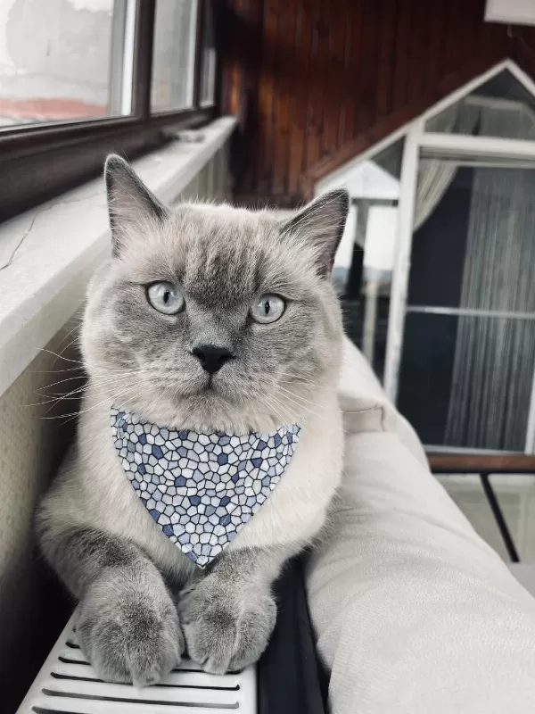 Blue Point 4 Yaşında Erkek Kedimiz