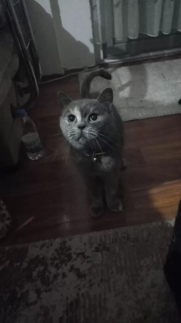 Kedimiz Yeni Ailesini Arıyor