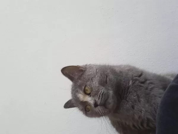 Kedimiz Yeni Ailesini Arıyor