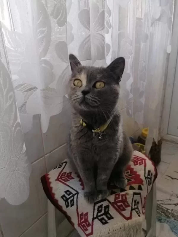 Kedimiz Yeni Ailesini Arıyor