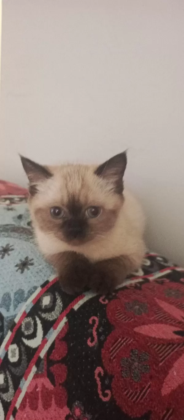 Minik British Shorthair Patiler