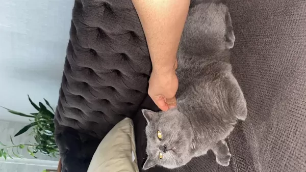 British Shorthair Kedimiz