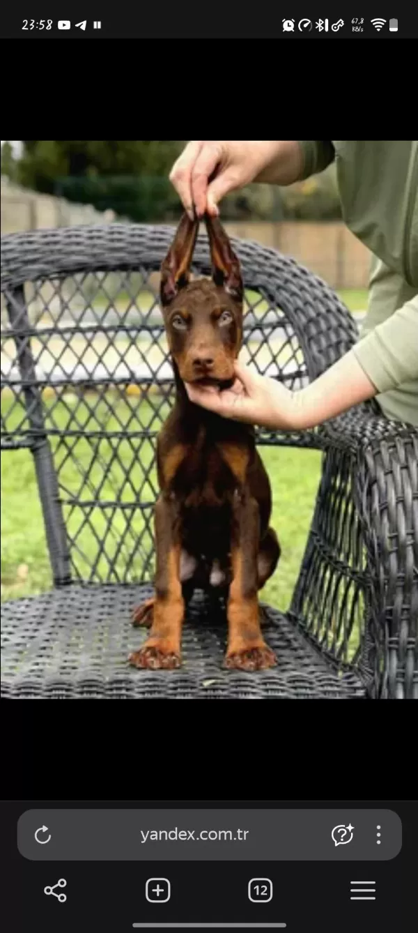 Doberman Kızıma Sıcak Yuva