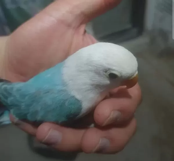 Kuşumuzu Yavruyken Almıştım Eşi De Var