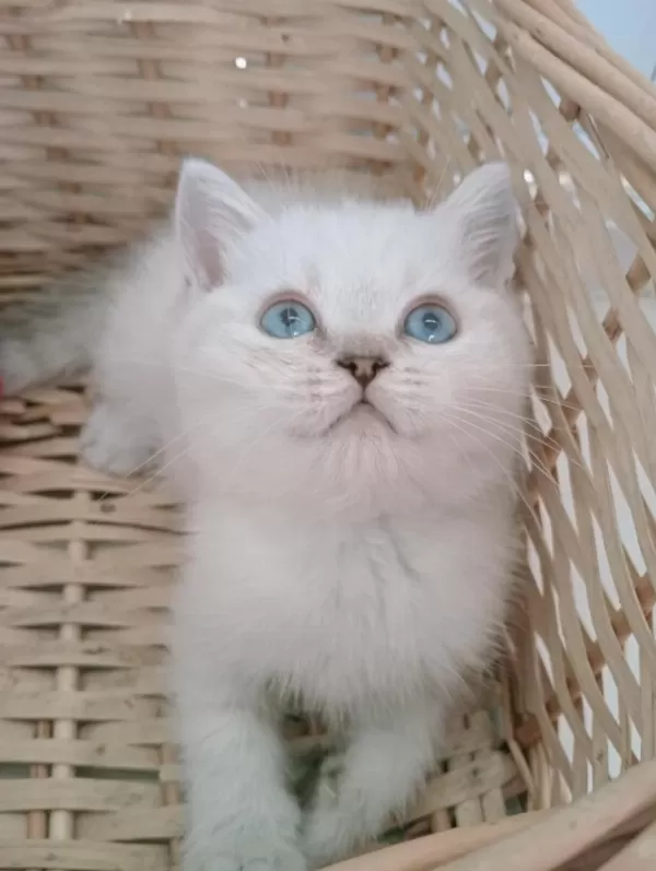 Mavi Gözlü Safkan British Shorthair Yavrular