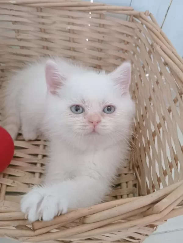Mavi Gözlü Safkan British Shorthair Yavrular