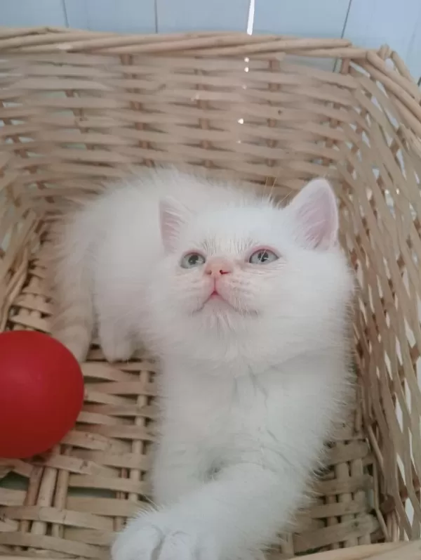 Mavi Gözlü Safkan British Shorthair Yavrular