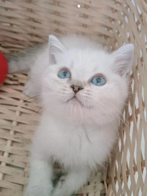 Mavi Gözlü Safkan British Shorthair Yavrular