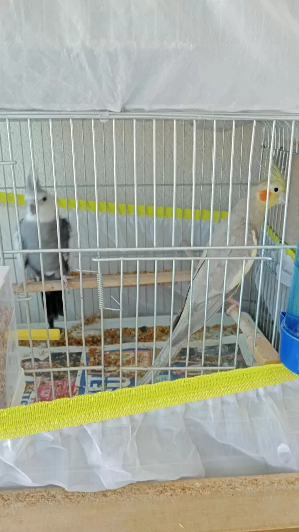 Yeni Yumurtladı Komple Kafesle Yuvalıkla Verilecek Kuşumuz