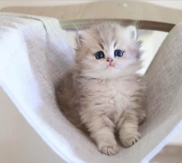 British Longhair Dişi Ve Erkek