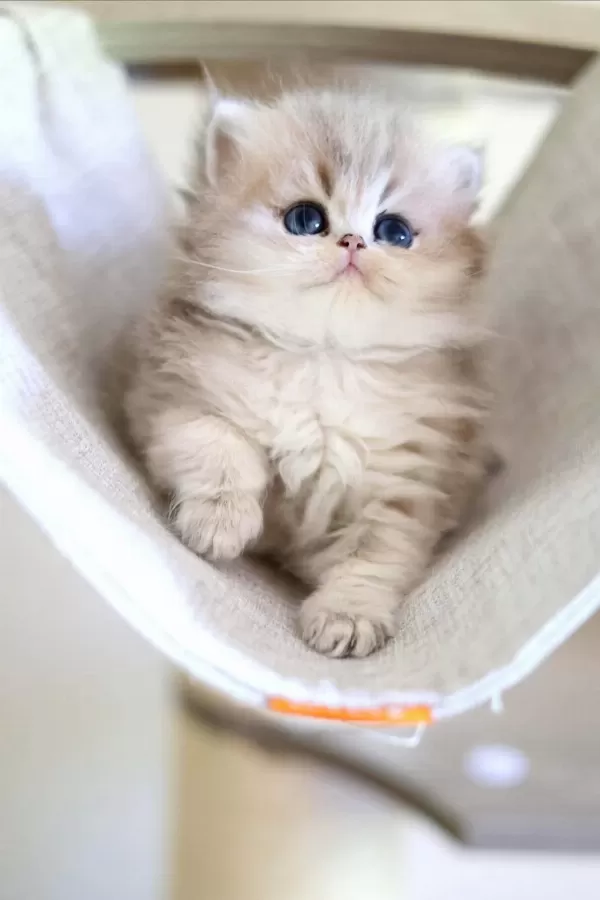 British Longhair Dişi Ve Erkek