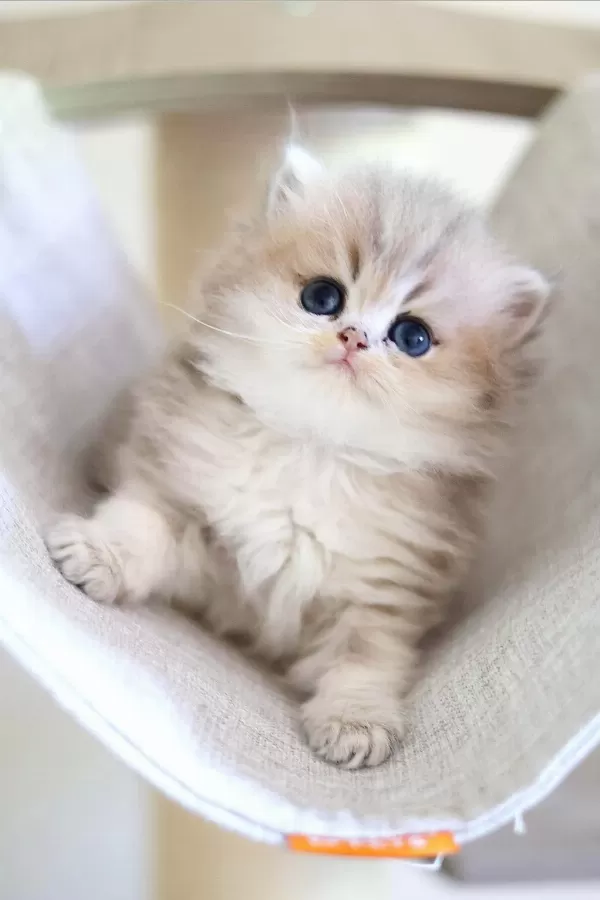British Longhair Dişi Ve Erkek