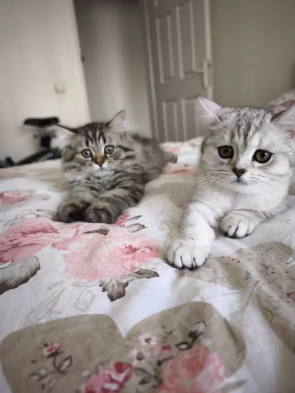 Son 2 British Shorthair Yavrumuz
