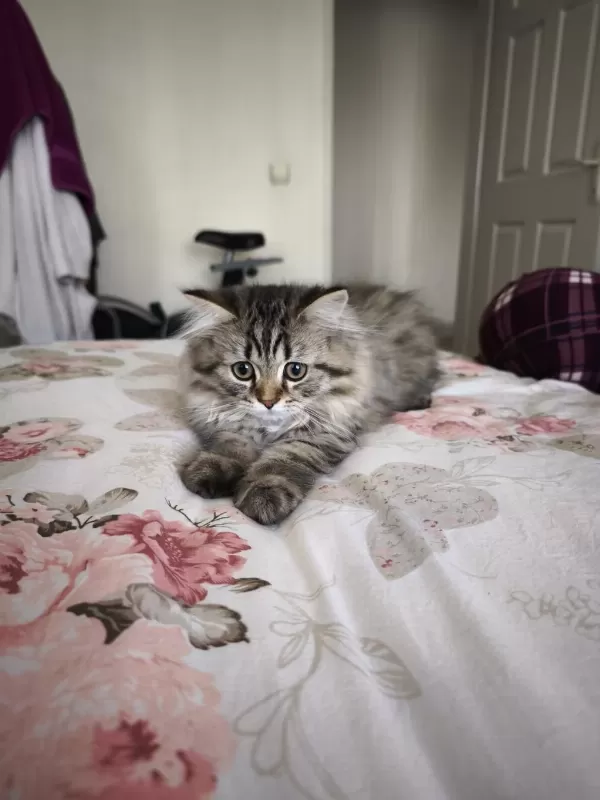 Son 2 British Shorthair Yavrumuz