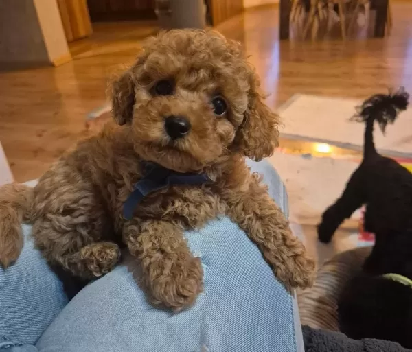 Toy Poodle Yavrulari İçin Ulaşin