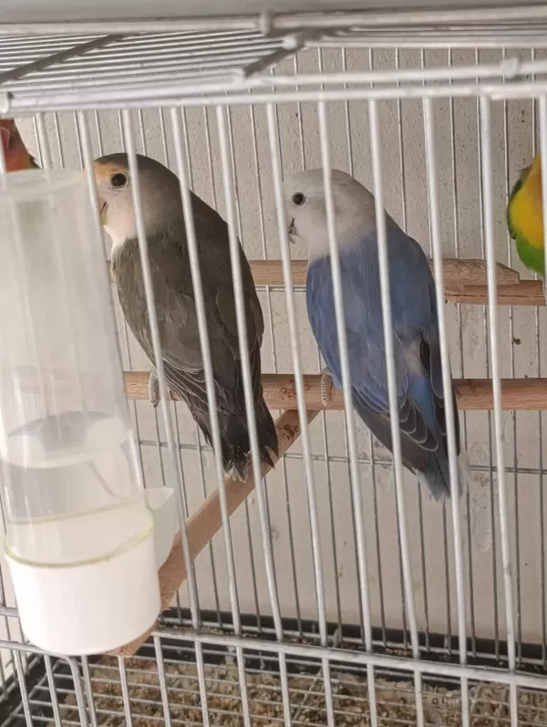 2 Yaşında Sevda Papağanı Çifti