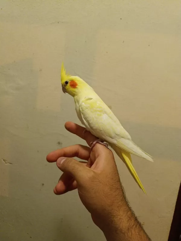 45 50 Günlük Ele Alışkın Full Evcil Lutino Sultan Bebekler