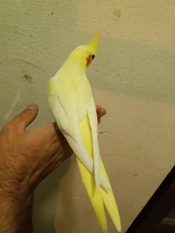 45 50 Günlük Ele Alışkın Full Evcil Lutino Sultan Bebekler