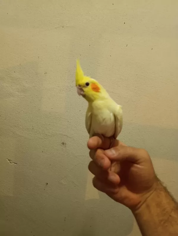 45 50 Günlük Ele Alışkın Full Evcil Lutino Sultan Bebekler