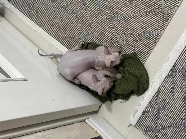 1.5 Aylık Dişi Yavru Sphynx