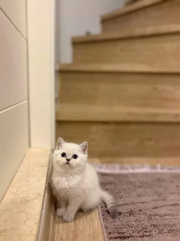 British Shorthair Silver Yavrularim