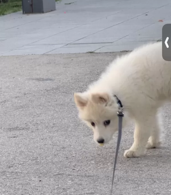 2,5 Aylık Samoyed Yavrum Ücretli Sahiplendirilecek