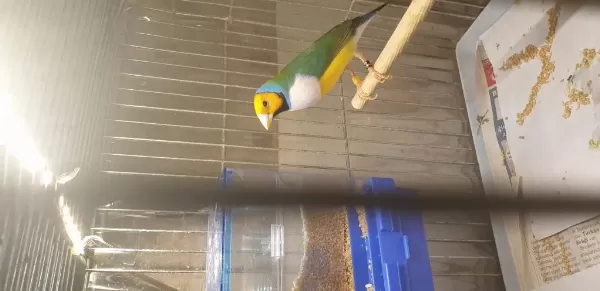 Sağlıklı Goldian Finch