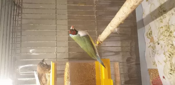 Sağlıklı Goldian Finch