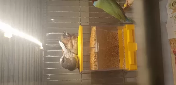Sağlıklı Goldian Finch