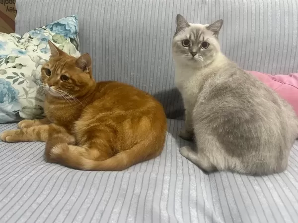Kedilerimiz Yeni Ev Arıyor