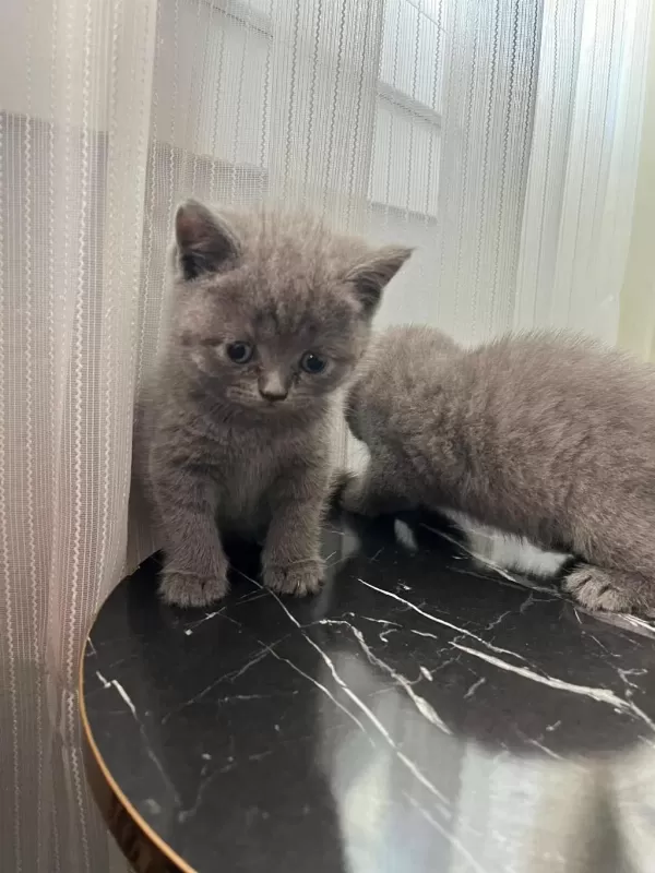 British Shorthair Yavrular Gönderim Mevcut