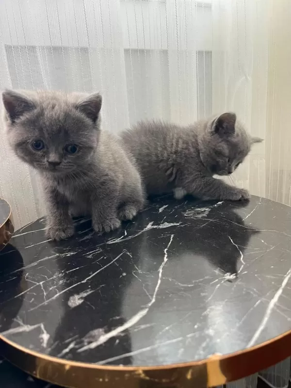 British Shorthair Yavrular Gönderim Mevcut